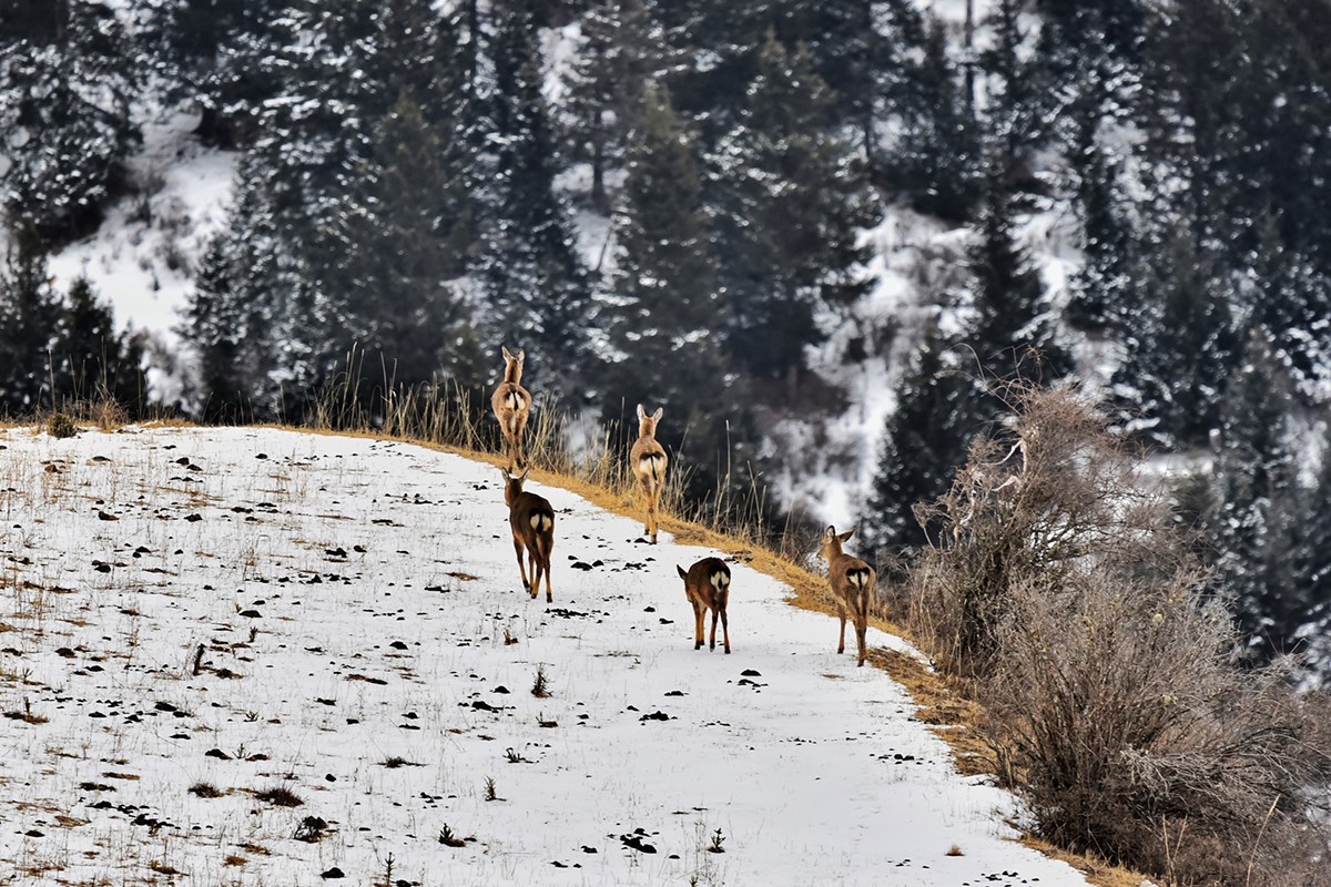 Sika Deer in Tiebu Nature Reserve | Photo par Liu Bin